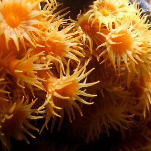 Anémone ou mimosa de la mer